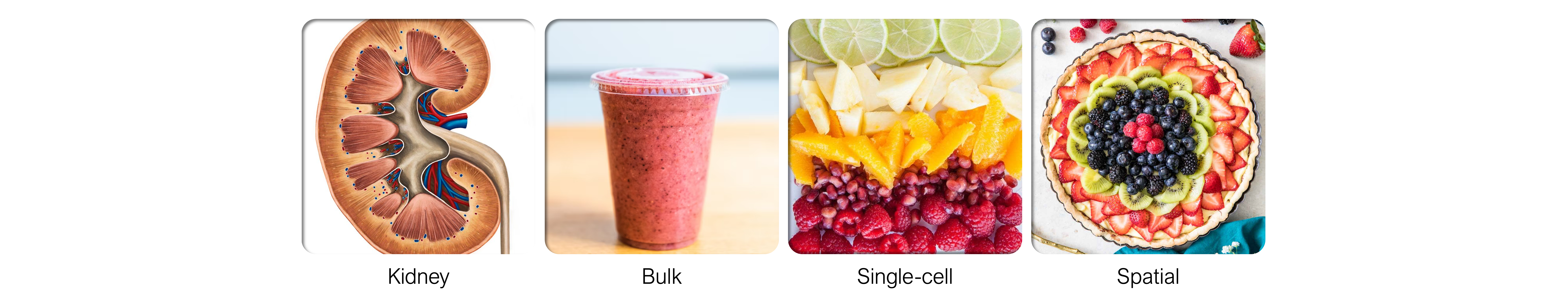 Translational nephrology research